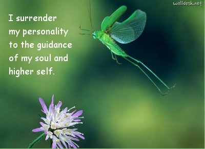 Grasshopper