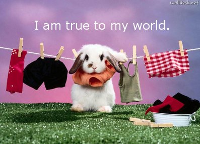Rabbit