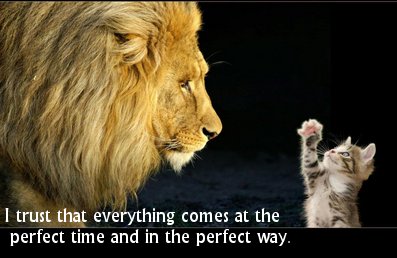 Lion/Cat