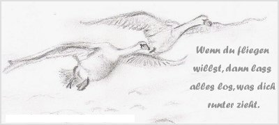 Fly