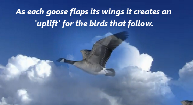 Geese