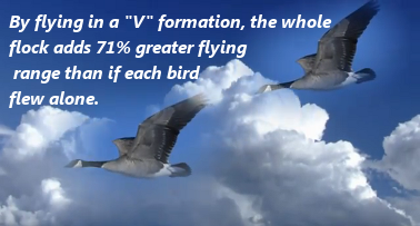 Geese