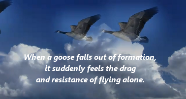 Geese