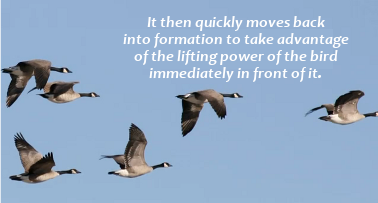 Geese